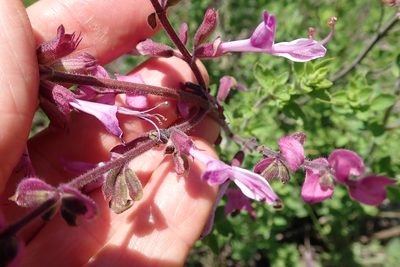 Syncolostemon transvaalensis, photographed by Peter Warren
