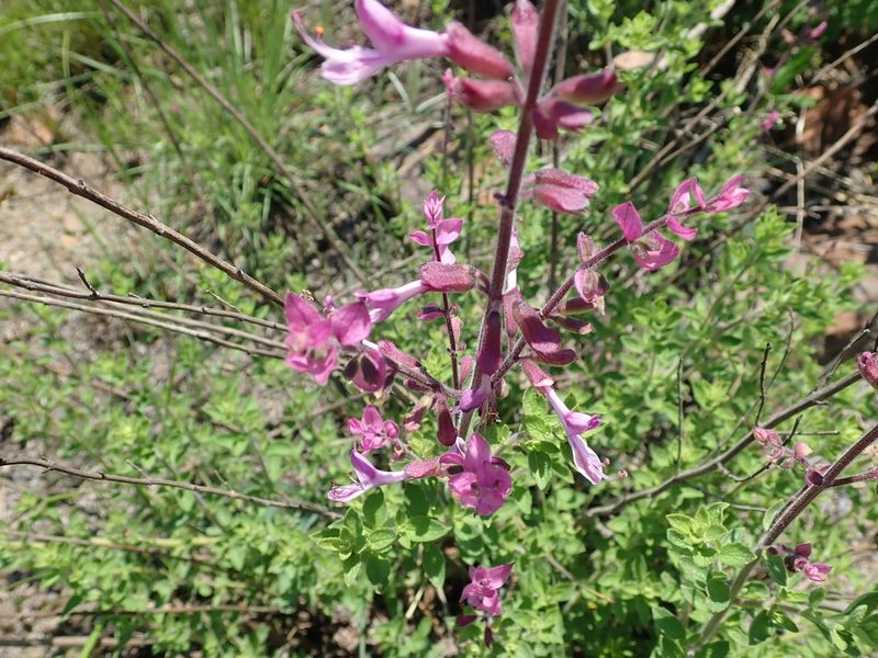 Syncolostemon transvaalensis, photographed by Peter Warren