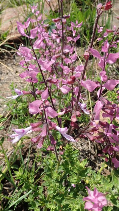 Syncolostemon transvaalensis, photographed by Peter Warren