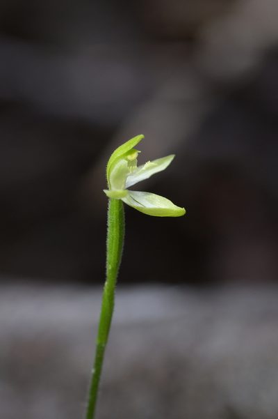 Caladenia nothofageti, photographed by Christopher Stephens