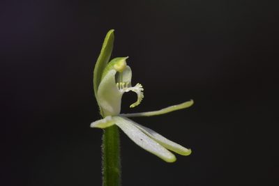 Caladenia nothofageti, photographed by Christopher Stephens