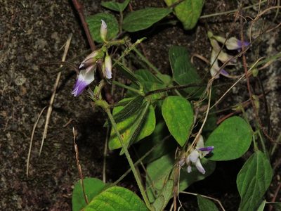 Amphicarpaea edgeworthii, photographed by Jacy Chen