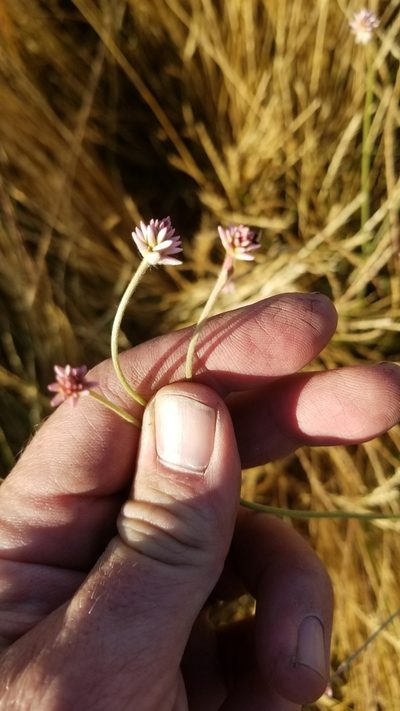 Pfaffia tuberosa, photographed by Roderick Cameron