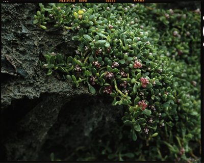 Gomphrena wrightii, photographed by Hibiki Katayama