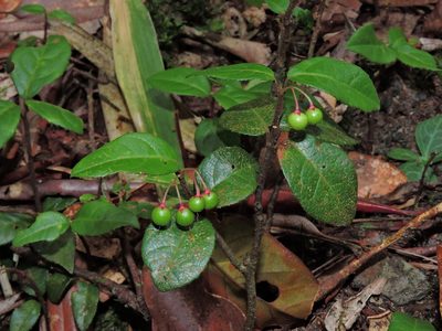 Ardisia japonica, photographed by Jacy Chen