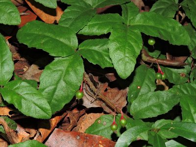 Ardisia pusilla, photographed by Jacy Chen