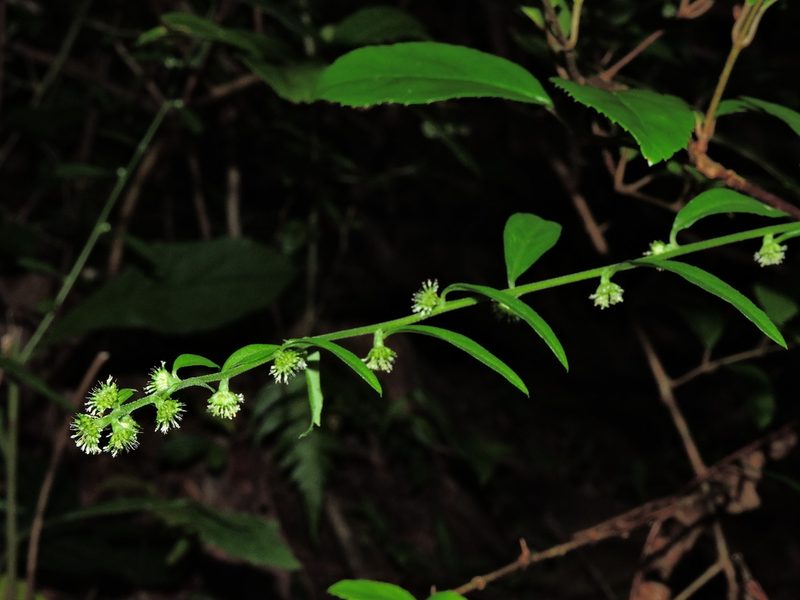 Rhynchospermum verticillatum, photographed by Jacy Chen