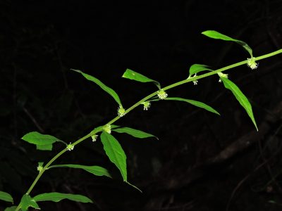 Rhynchospermum verticillatum, photographed by Jacy Chen