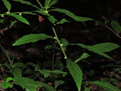 Rhynchospermum verticillatum, photographed by Jacy Chen
