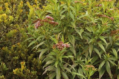 Chromolaena perglabra, photographed by Andrés Ramírez-Barrera