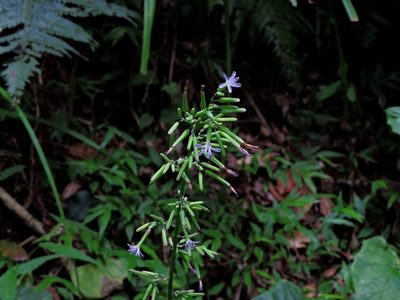 Paraprenanthes sororia, photographed by Jacy Chen