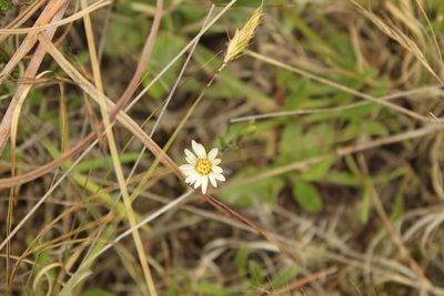Noticastrum marginatum, photographed by Andrés Ramírez-Barrera