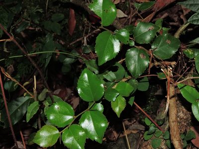 Xylosma congesta, photographed by Jacy Chen