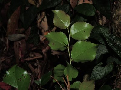 Xylosma congesta, photographed by Jacy Chen