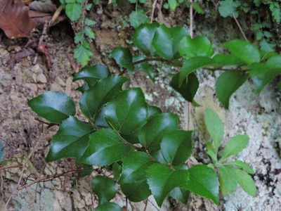 Xylosma congesta, photographed by Jacy Chen