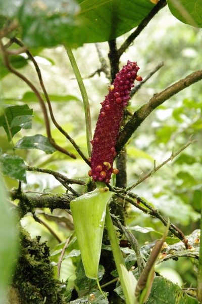 Anthurium obtusilobum, photographed by Eric Knight