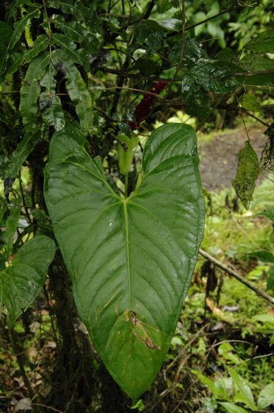 Anthurium obtusilobum, photographed by Eric Knight