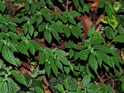 Elatostema parvum, photographed by Jacy Chen