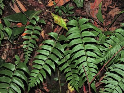 Polystichum lepidocaulon, photographed by Jacy Chen