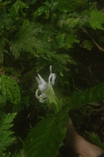 Aphelandra dolichantha, photographed by Eric Knight