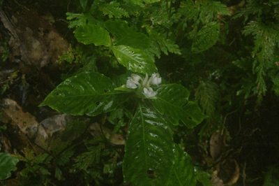 Aphelandra dolichantha, photographed by Eric Knight
