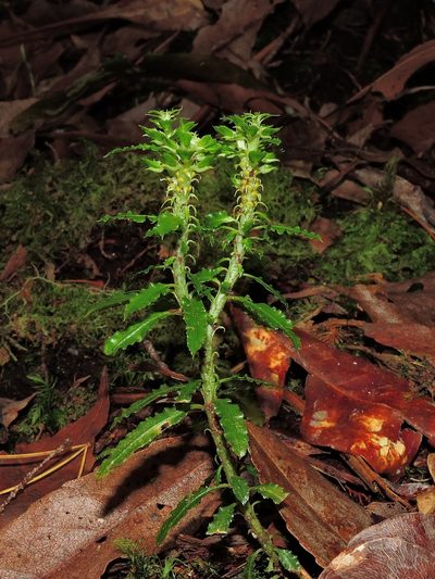 Huperzia javanica, photographed by Jacy Chen