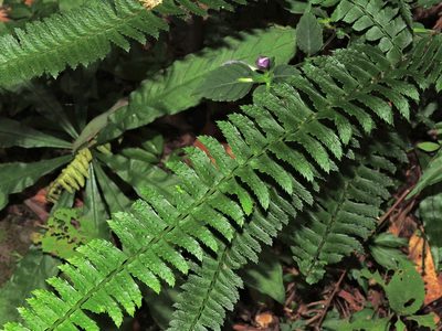 Polystichum hancockii, photographed by Jacy Chen