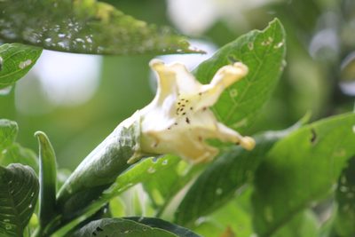 Brugmansia arborea, photographed by GERMAN LEONEL SARMIENTO CRUZ