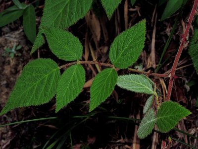 Rubus parviaraliifolius, photographed by Jacy Chen