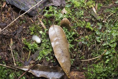 Monotropastrum humile, photographed by Licheng Shih