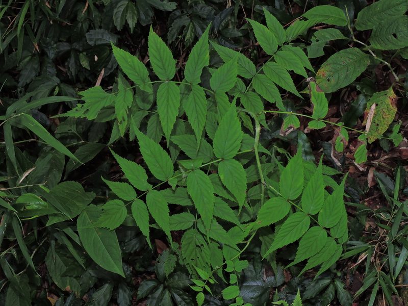 Rubus inopertus, photographed by Jacy Chen