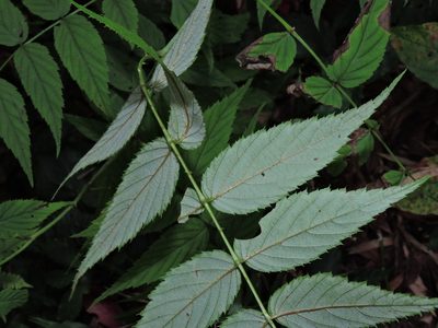 Rubus inopertus, photographed by Jacy Chen