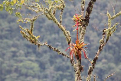 Tillandsia fendleri, photographed by GERMAN LEONEL SARMIENTO CRUZ