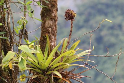 Guzmania musaica, photographed by GERMAN LEONEL SARMIENTO CRUZ