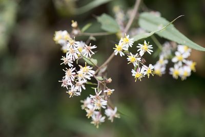 Aster taiwanensis, photographed by Licheng Shih