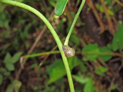 Dioscorea japonica, photographed by Jacy Chen
