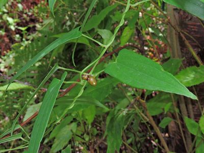 Dioscorea japonica, photographed by Jacy Chen