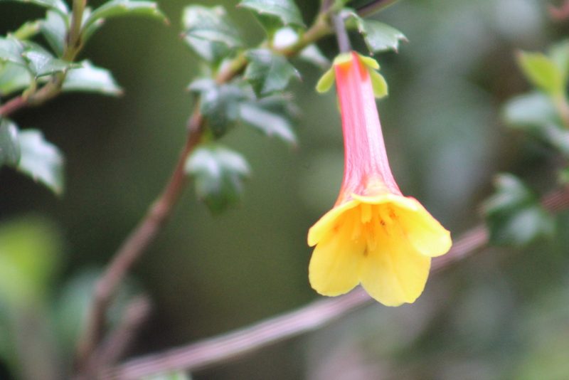 Desfontainia splendens, photographed by GERMAN LEONEL SARMIENTO CRUZ