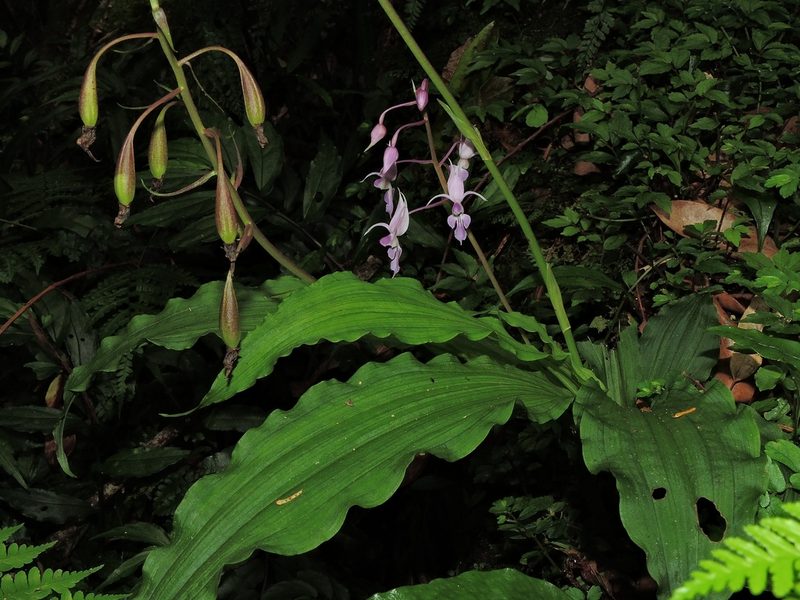 Calanthe puberula, photographed by Jacy Chen