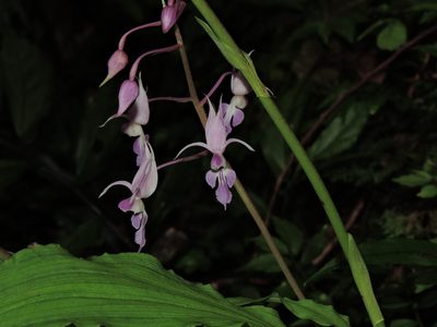 Calanthe puberula, photographed by Jacy Chen