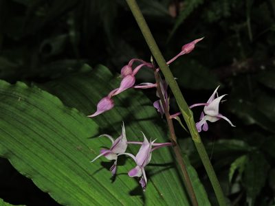 Calanthe puberula, photographed by Jacy Chen