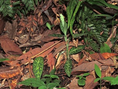 Goodyera schlechtendaliana, photographed by Jacy Chen