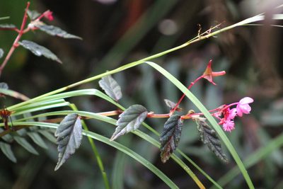 Begonia urticae, photographed by GERMAN LEONEL SARMIENTO CRUZ