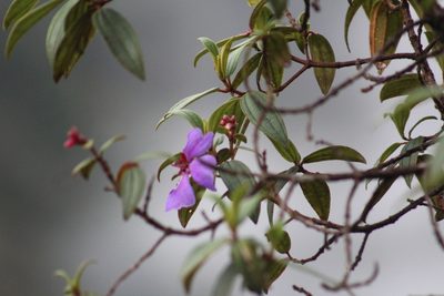 Andesanthus lepidotus, photographed by GERMAN LEONEL SARMIENTO CRUZ