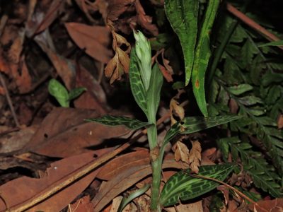 Goodyera schlechtendaliana, photographed by Jacy Chen