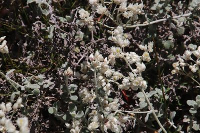 Helichrysum pandurifolium, photographed by Tony Rebelo