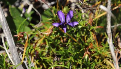 Viola decumbens, photographed by Tony Rebelo