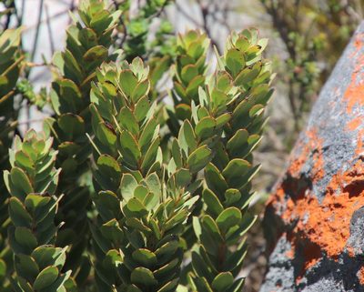 Osyris speciosa, photographed by Tony Rebelo