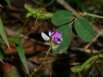Grona heterocarpos, photographed by Jacy Chen