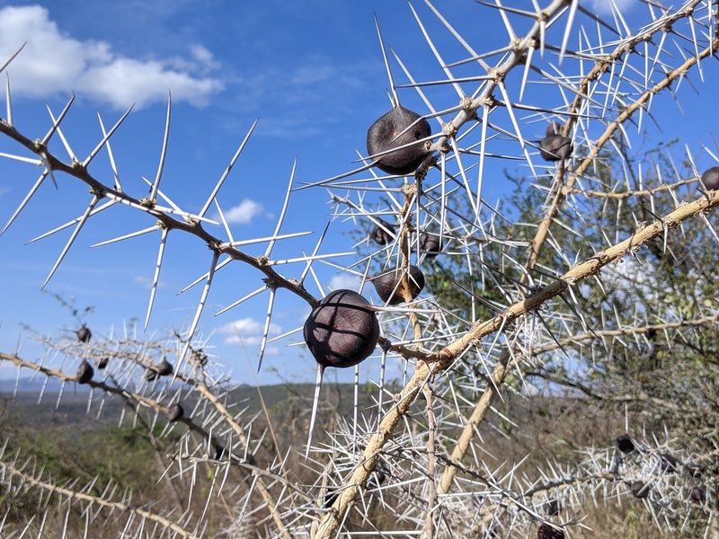 Vachellia drepanolobium, photographed by Elliot Kulakow